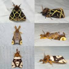 Attēlu rezultāti vaicājumam “Mniotype satura”