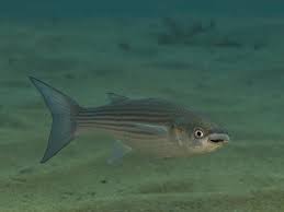 Image result for Chelon labrosus