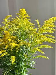 Attēlu rezultāti vaicājumam “Solidago canadensis flower”