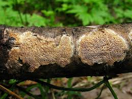 Attēlu rezultāti vaicājumam “Ceriporiopsis aneirina”