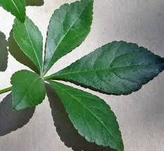 Attēlu rezultāti vaicājumam “Eleutherococcus sessiliflorus”