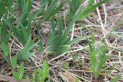 Attēlu rezultāti vaicājumam “Iris rosenbachiana”