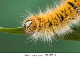 Attēlu rezultāti vaicājumam “Lasiocampa trifolii”