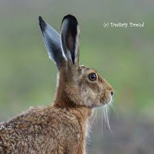 Attēlu rezultāti vaicājumam “Lepus europaeus”
