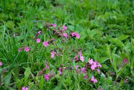Attēlu rezultāti vaicājumam “Silene dioica leaf”