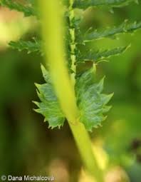 Attēlu rezultāti vaicājumam “Filipendula vulgaris bud”