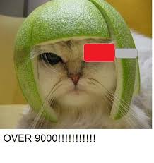 Image result for limecat