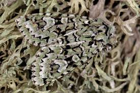 Attēlu rezultāti vaicājumam “Griposia aprilina”