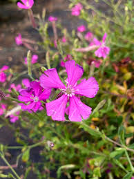 Image result for Silene schafta