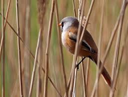 Attēlu rezultāti vaicājumam “Panurus biarmicus”