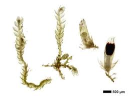 Attēlu rezultāti vaicājumam “Cephalozia connivens”