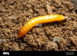 Attēlu rezultāti vaicājumam “Elateridae larva”