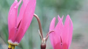 Attēlu rezultāti vaicājumam “Primulaceae”