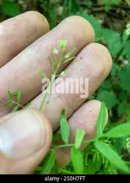 Attēlu rezultāti vaicājumam “Cardamine impatiens leaf”