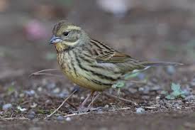 Image result for Emberiza spodocephala