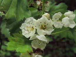 Attēlu rezultāti vaicājumam “Crataegus submollis”