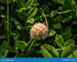 Attēlu rezultāti vaicājumam “Trifolium fragiferum fruit”