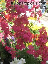 Attēlu rezultāti vaicājumam “Colloderma sp.”