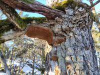 Attēlu rezultāti vaicājumam “Phellinus robustus”