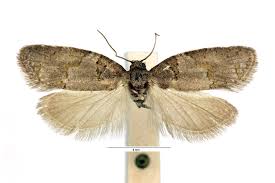 Attēlu rezultāti vaicājumam “Eana incanana”