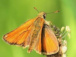 Attēlu rezultāti vaicājumam “Thymelicus sylvestris underside”