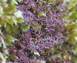 Attēlu rezultāti vaicājumam “Frullania tamarisci”