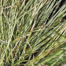 Attēlu rezultāti vaicājumam “Carex ornithopoda leaf”