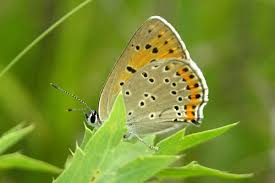 Attēlu rezultāti vaicājumam “Lycaena alciphron female”