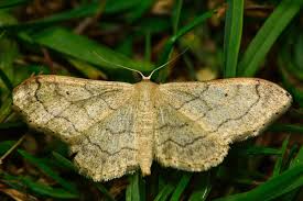 Attēlu rezultāti vaicājumam “Idaea aversata”