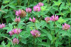 Attēlu rezultāti vaicājumam “Trifolium medium”