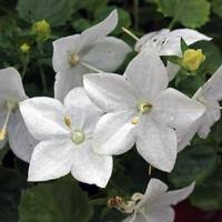 Image result for Campanula isophylla
