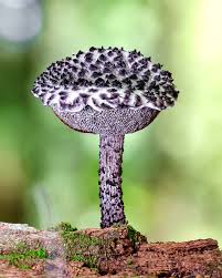 Attēlu rezultāti vaicājumam “Craterium aureum spores”