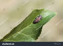 Attēlu rezultāti vaicājumam “Adalia bipunctata larva”