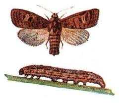 Attēlu rezultāti vaicājumam “Euplexia lucipara”