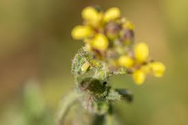 Attēlu rezultāti vaicājumam “Pontia edusa underside”