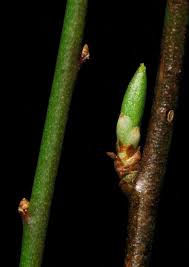 Attēlu rezultāti vaicājumam “Prunus cerasifera var. divaricata bud”