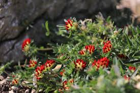 Image result for Anthyllis vulneraria rubra
