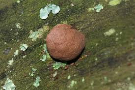 Attēlu rezultāti vaicājumam “Reticularia jurana macro”