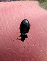 Attēlu rezultāti vaicājumam “Tachyta nana”