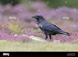 Attēlu rezultāti vaicājumam “Corvus corax adult”