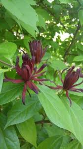 Attēlu rezultāti vaicājumam “Calycanthus floridus”