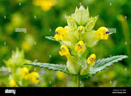 Attēlu rezultāti vaicājumam “Rhinanthus serotinus leaf”