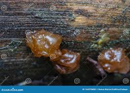 Attēlu rezultāti vaicājumam “Exidia saccharina”