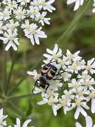 Attēlu rezultāti vaicājumam “Trichius fasciatus imago”