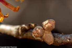 Attēlu rezultāti vaicājumam “Hamamelis vernalis bud”