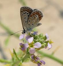 Attēlu rezultāti vaicājumam “Cakile maritima subsp. baltica”