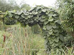 Attēlu rezultāti vaicājumam “Aristolochia durior”