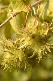 Attēlu rezultāti vaicājumam “Corylus colurna”