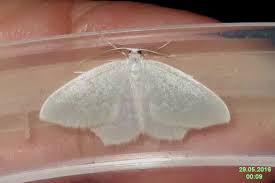 Attēlu rezultāti vaicājumam “Jodis putata”