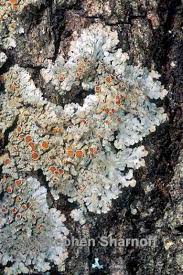 Attēlu rezultāti vaicājumam “Cribraria rubiginosa”